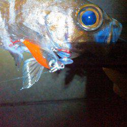 JADEフィッシュ！